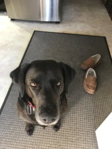 Pepper, rescued from New England Lab Rescue (NELR) in April 2023.