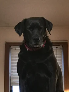 Pepper, guarding the top of the stairs. She means business.