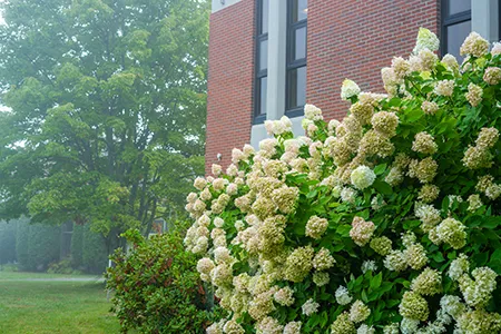 Hydrangea bush outside the Ayotte Admin Building at Thomas College