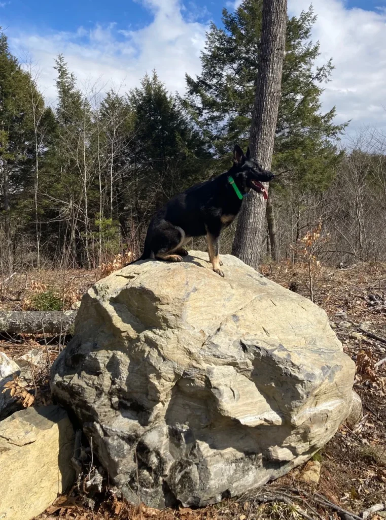 Canine Hemi sitting on a rock