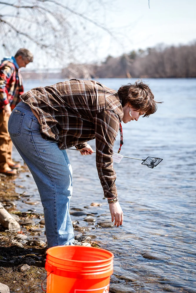 A student reaches down into the Kennebec River to collect materials during Girls in Science Day at Thomas College