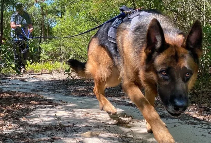 Adult Working Canine Training Camp July 19-24,2026