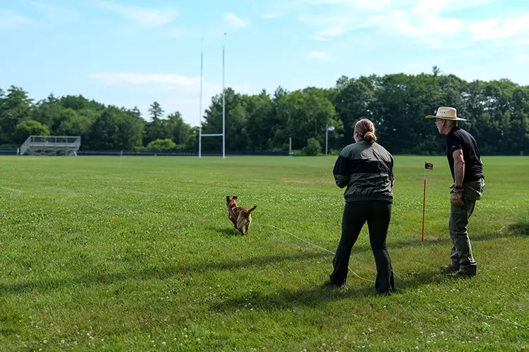K9 Searching & Detecting Summer Camp: Photo 15