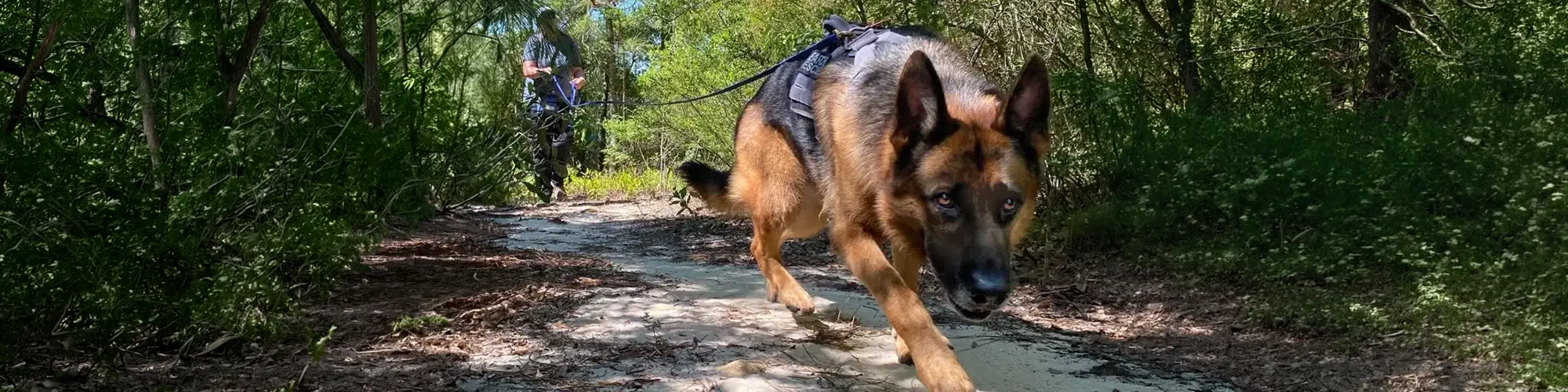 K9 Searching and Detecting Summer Camp Page Banner